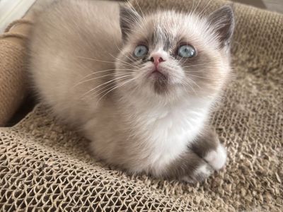 Dollface Persian Kittens Ready Now
