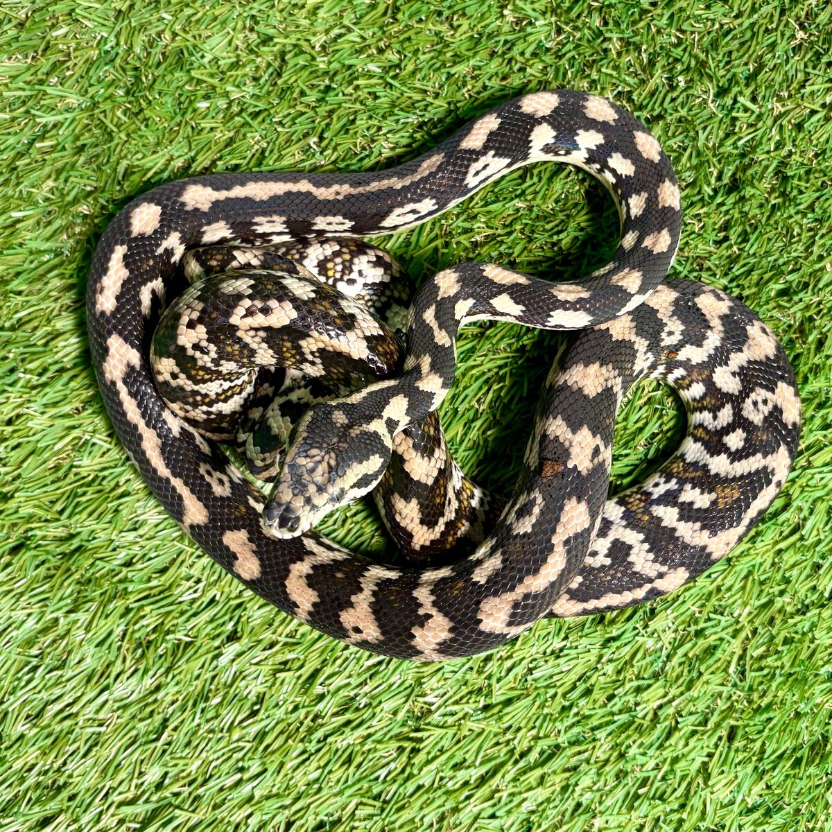 Female Darwin’s Carpet Python
