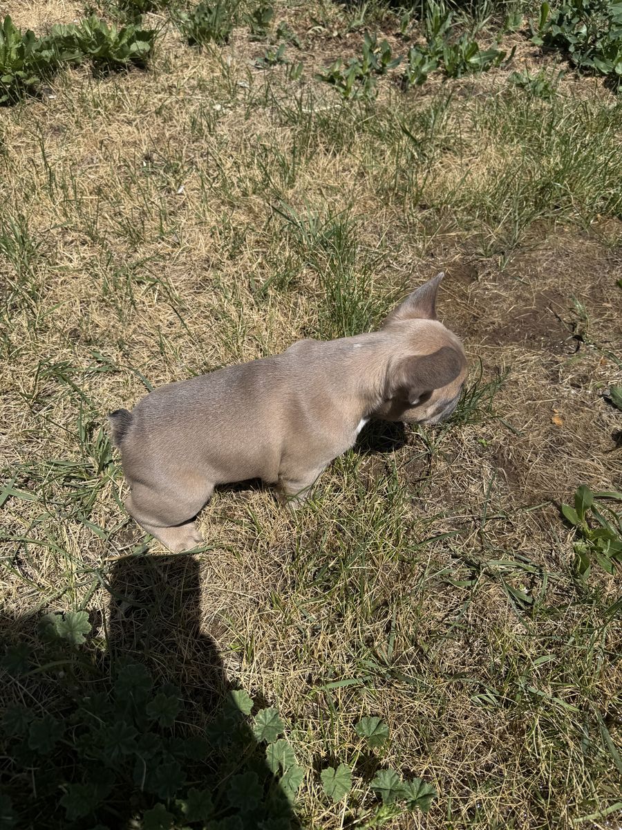 Frenchie puppies