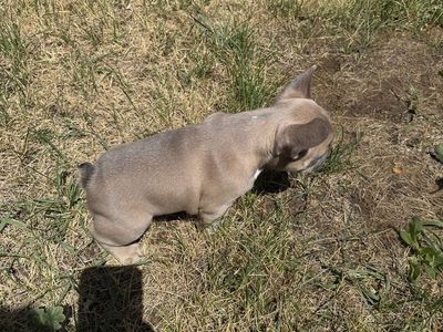 Frenchie puppies