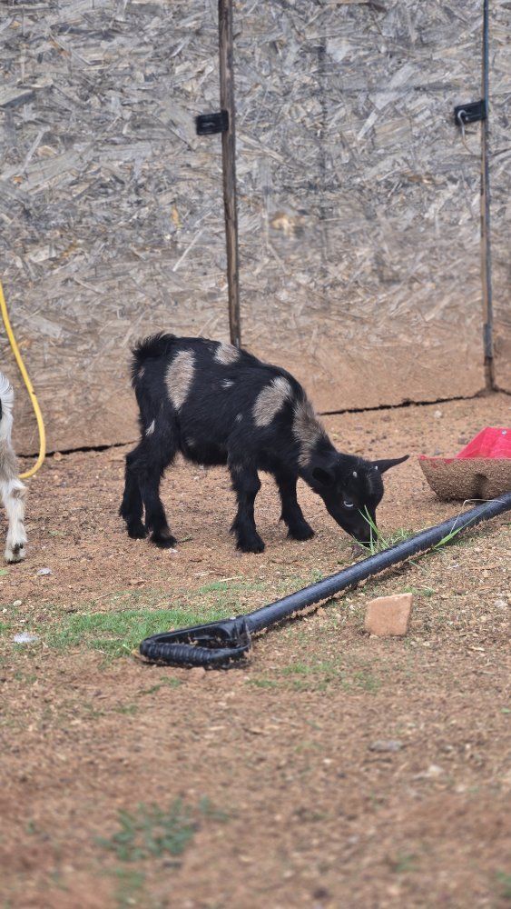 Nigerian dwarf baby goats