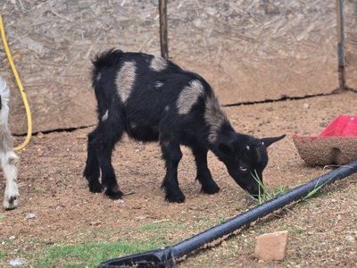 Nigerian dwarf baby goats