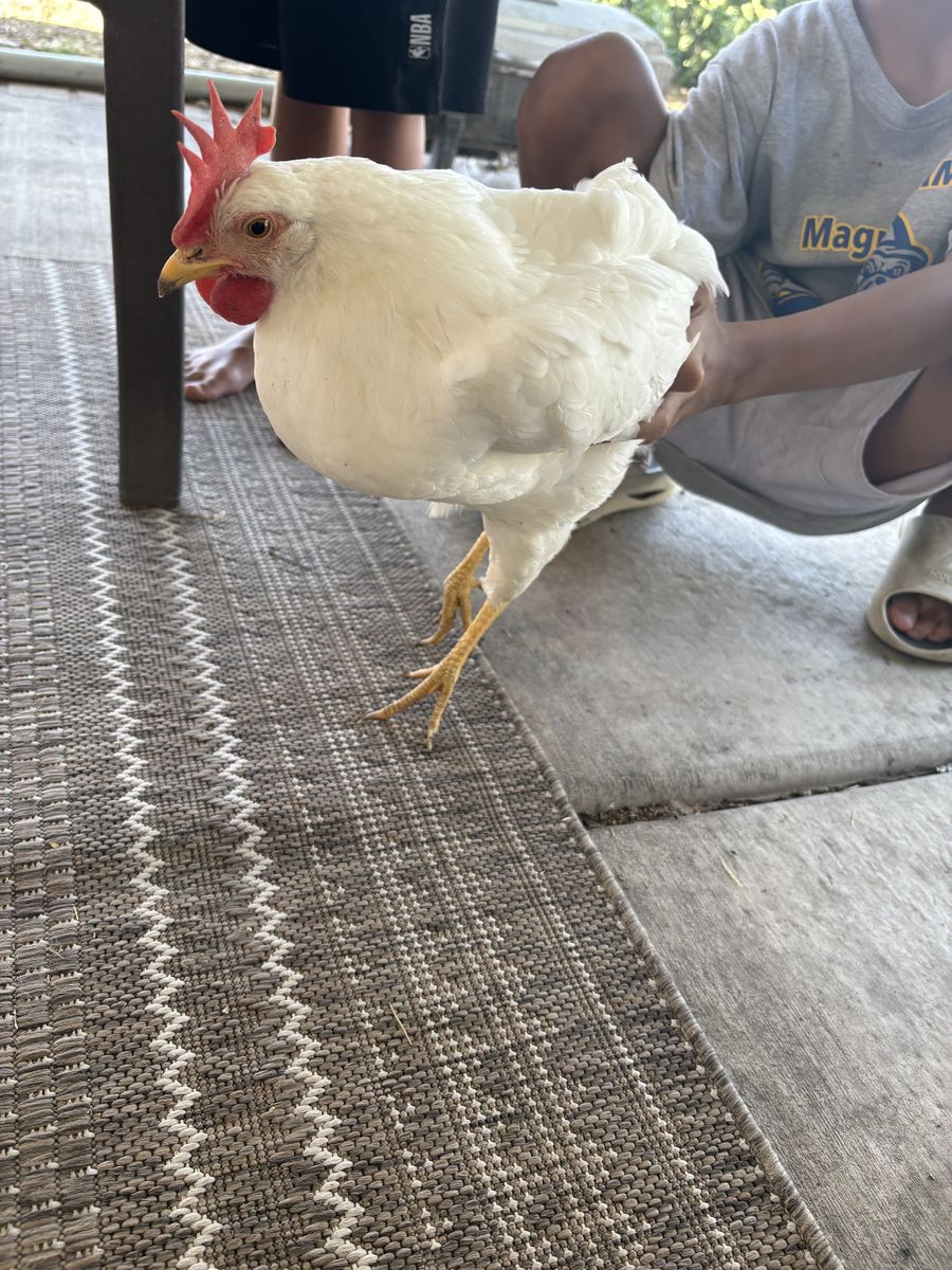 Free Rooster