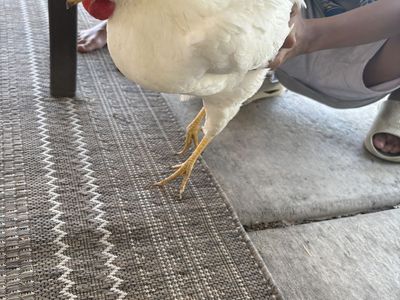 Free Rooster