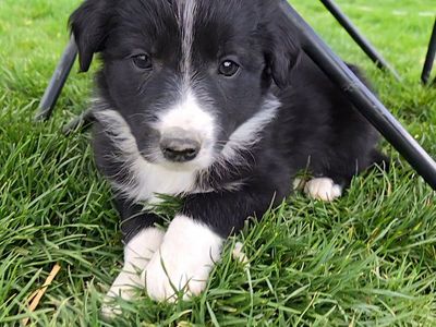 Purebred Border Collie Puppies