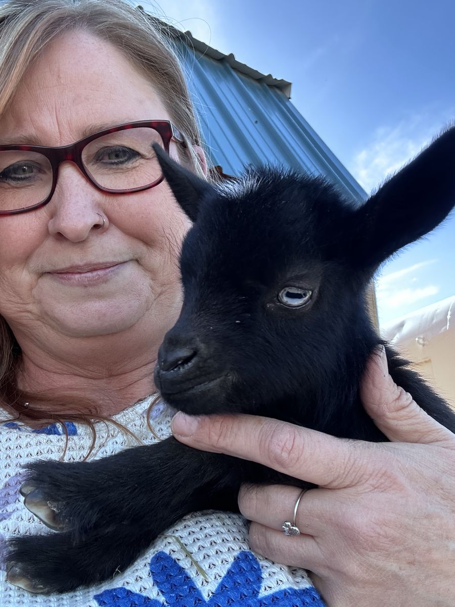 Nigerian Dwarf Doeling Bottle Babies Pair