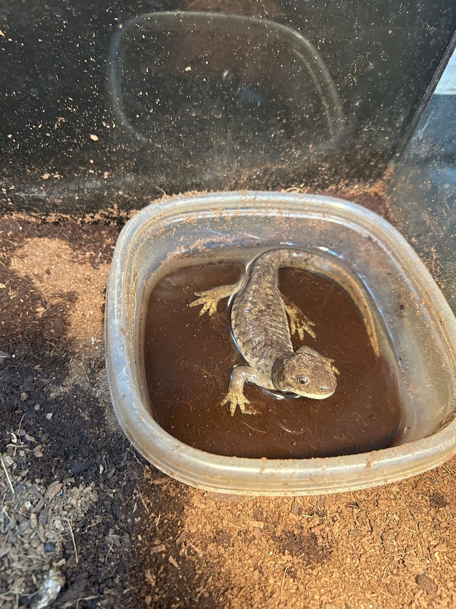 Salamander