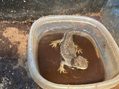 Salamander