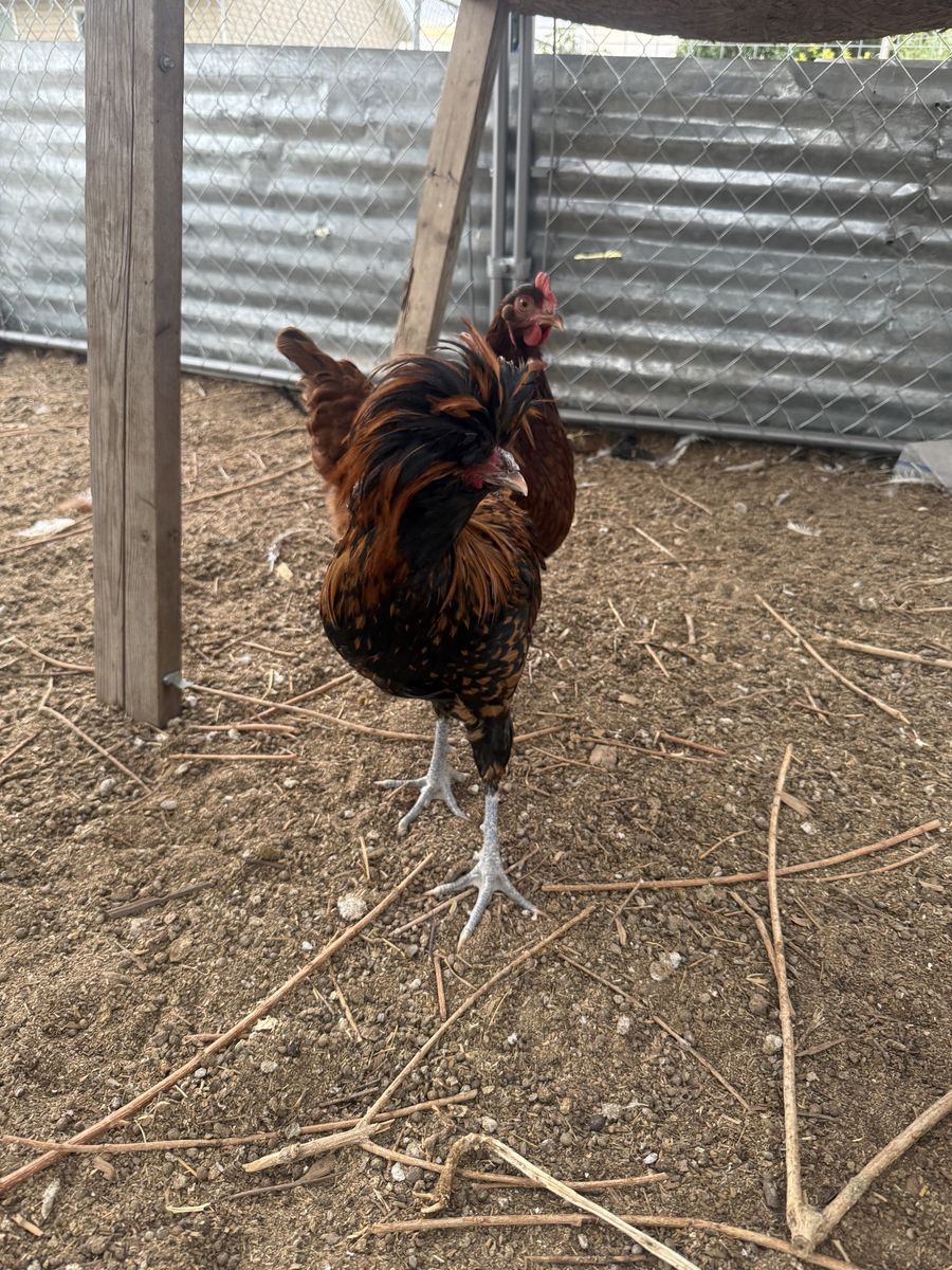 Live Chickens - Polish frizzle rooster