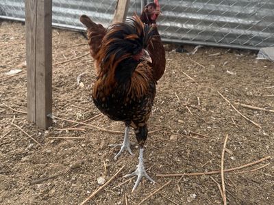 Live Chickens - Polish frizzle rooster