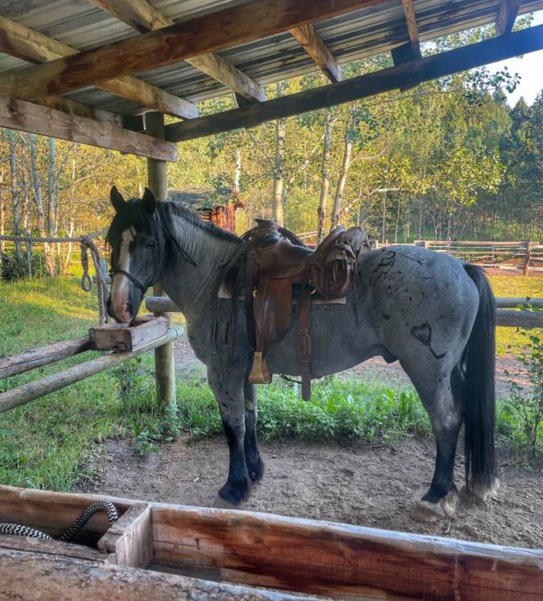 16 year old draft cross stallion