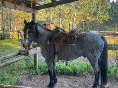 16 year old draft cross stallion