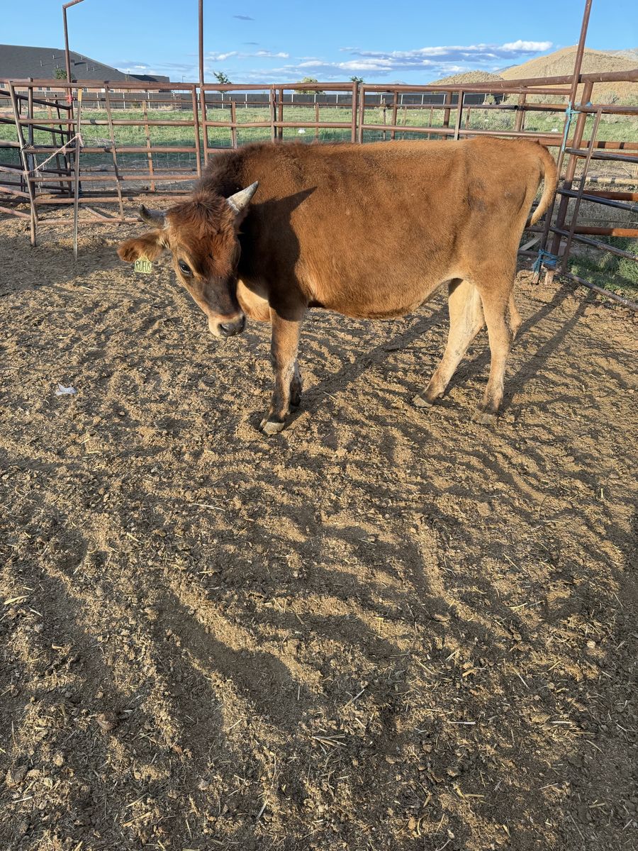 Jersey steer