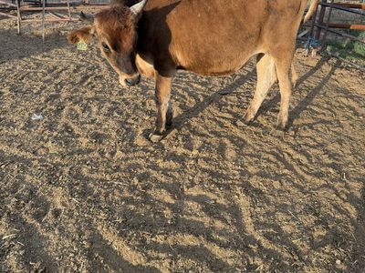 Jersey steer