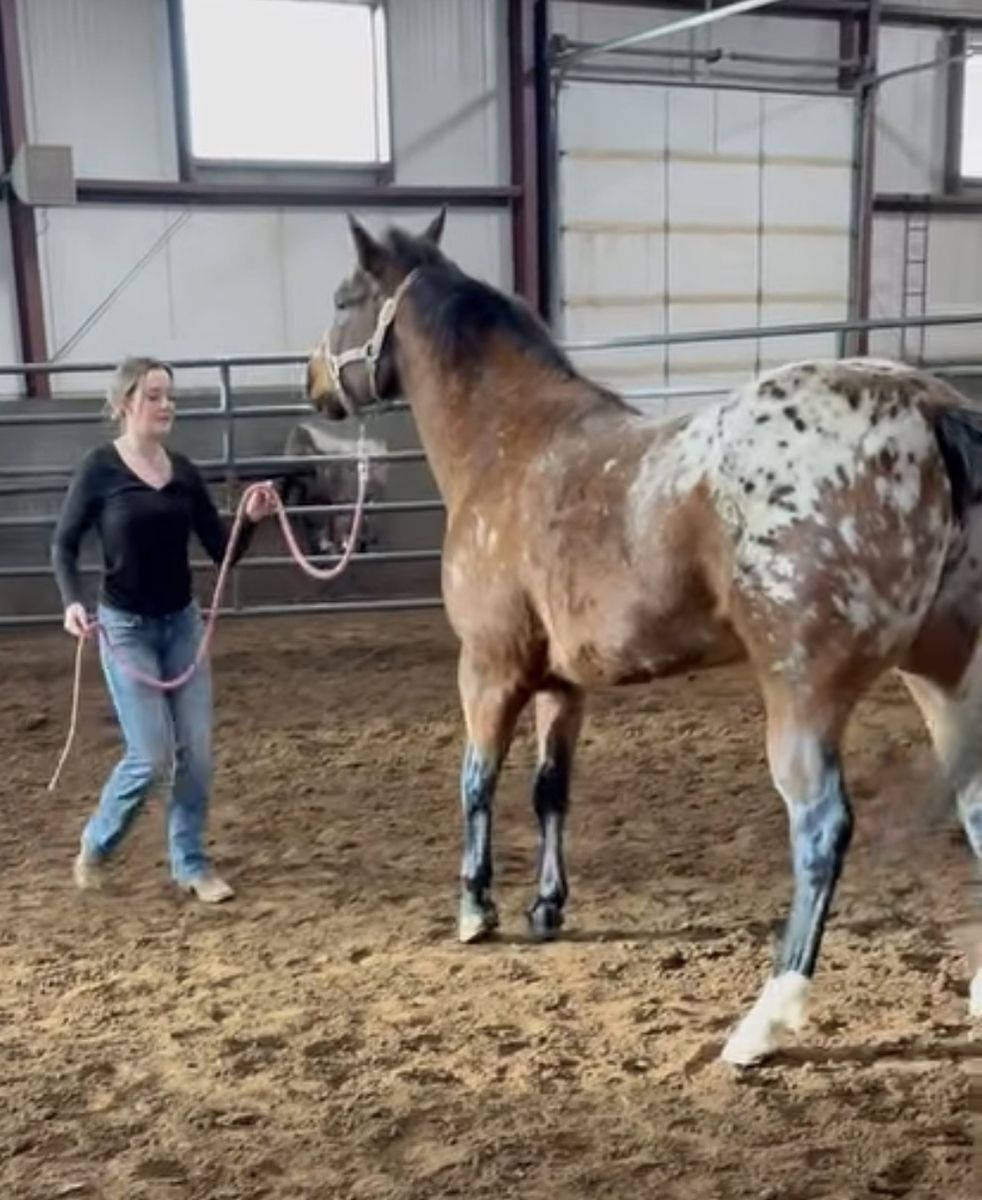 7 Year Old Quarter/Appy Mare