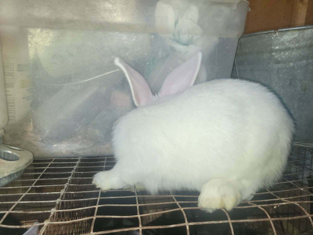 flemish giant