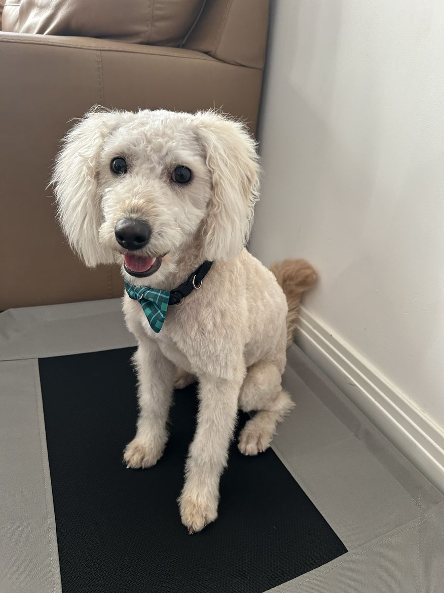 One year old male Labradoodle for Sale.