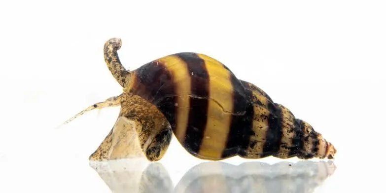 Assassin Snails (Clea helena) - Natural Pest Control for Your Aquarium