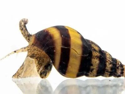 Assassin Snails (Clea helena) - Natural Pest Control for Your Aquarium