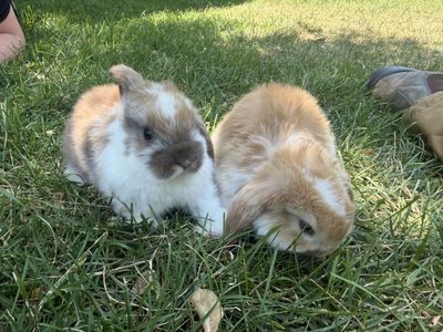 Pedigree Holland Lop bunnies - 2 bucks