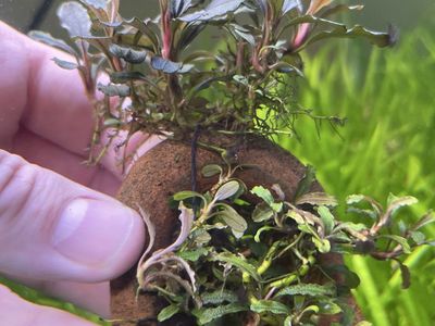Aquarium plant - Bucephalandra