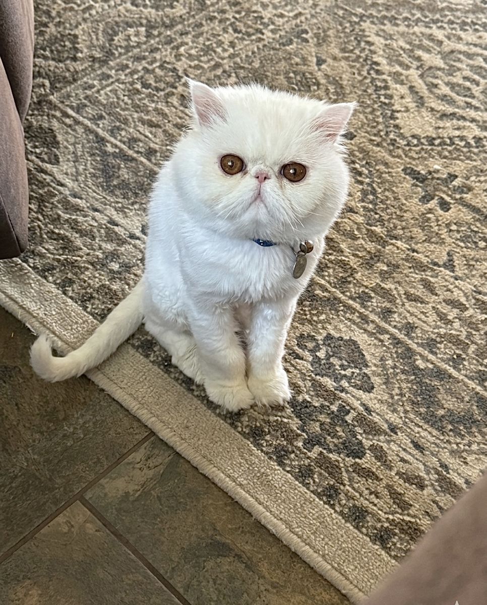 CFA Registered Persian Cat Stud - Health Tested & Sweet Disposition - 3 Years Old