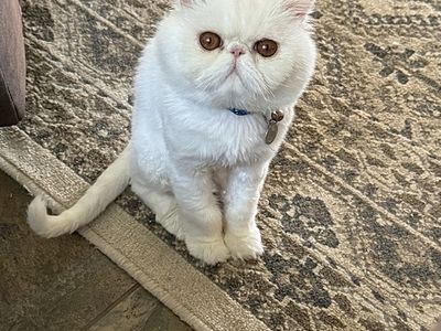 CFA Registered Persian Cat Stud - Health Tested & Sweet Disposition - 3 Years Old
