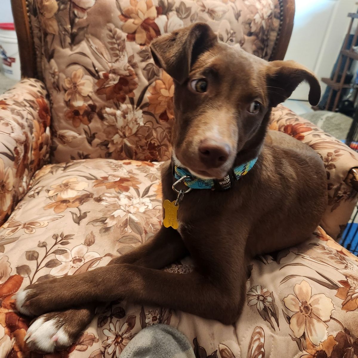 Heeler and Pointer puppies for adoption