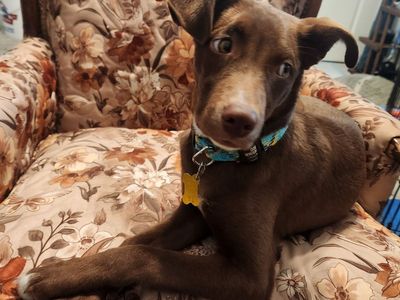 Heeler and Pointer puppies for adoption