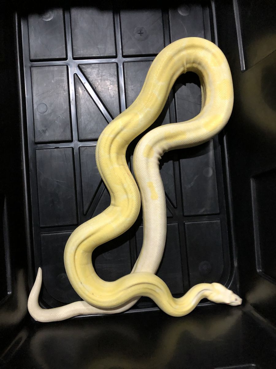 Kahl Albino Motley Male Boa