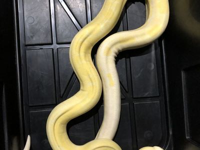 Kahl Albino Motley Male Boa