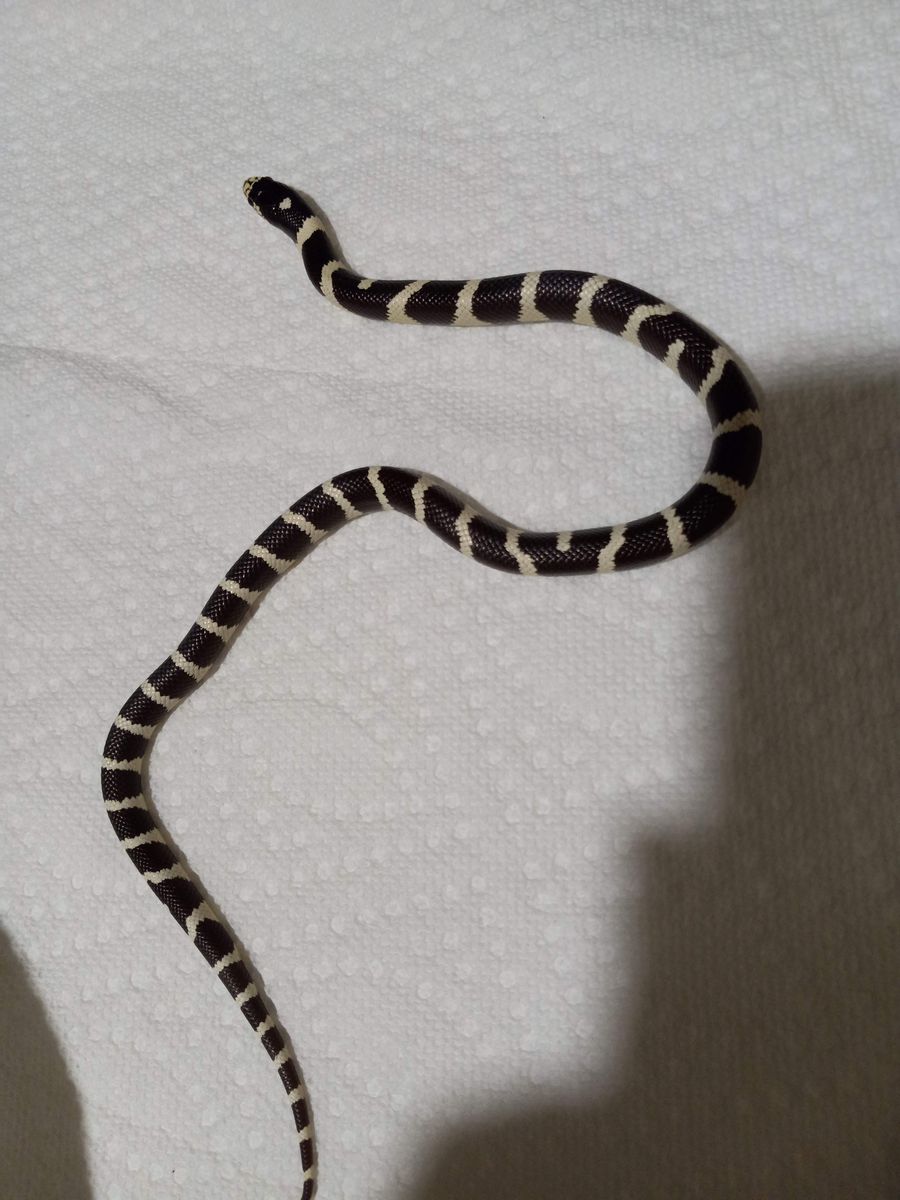 Cali kingsnake yearling