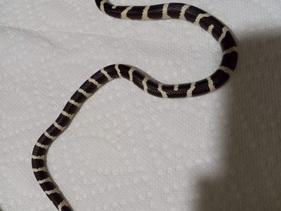 Cali kingsnake yearling