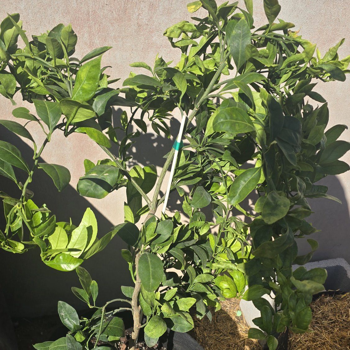 Owari Satsuma Mandarin Tree