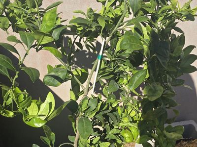 Owari Satsuma Mandarin Tree