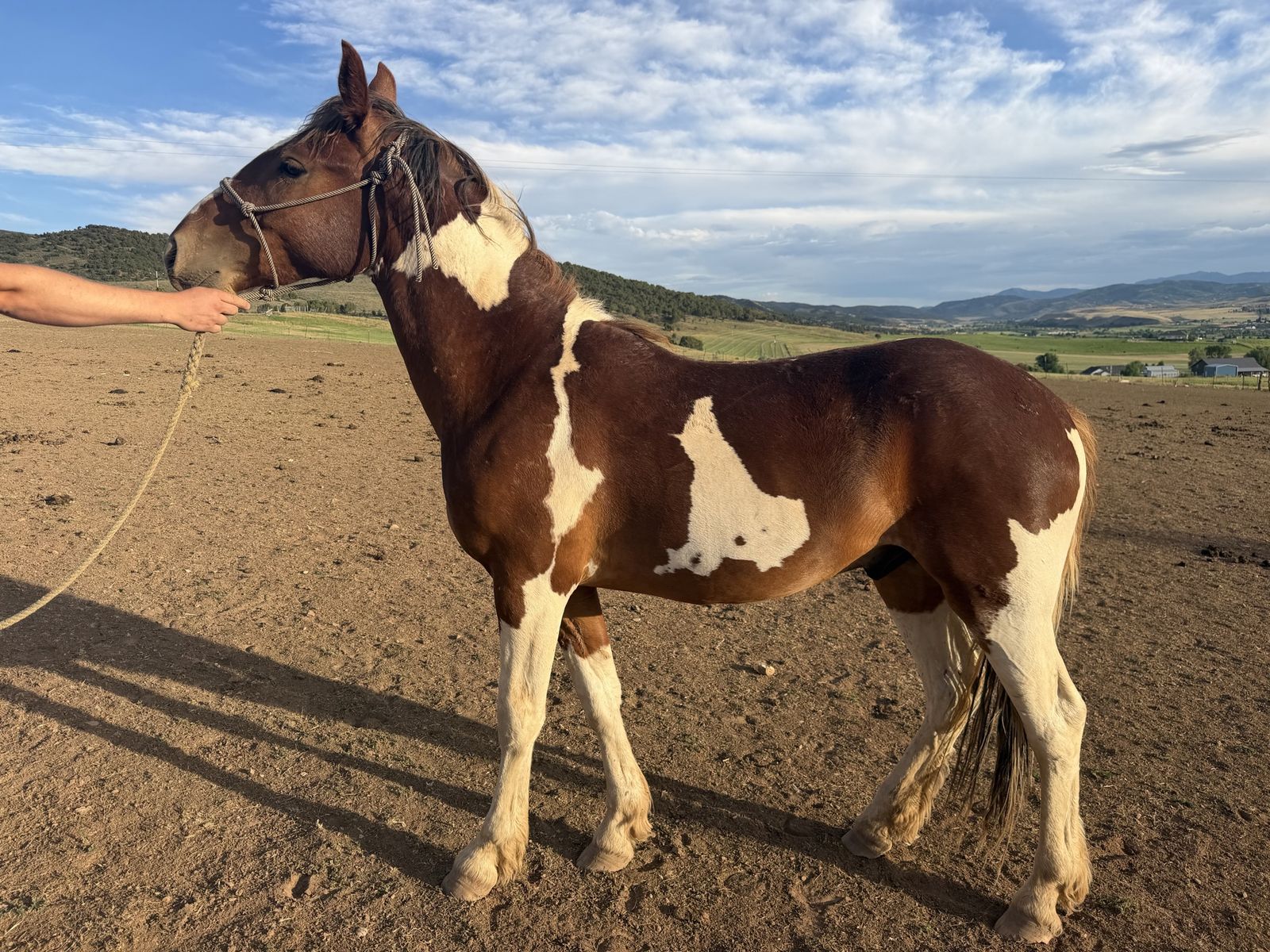 2 years old geldings