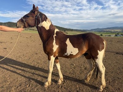 2 years old geldings