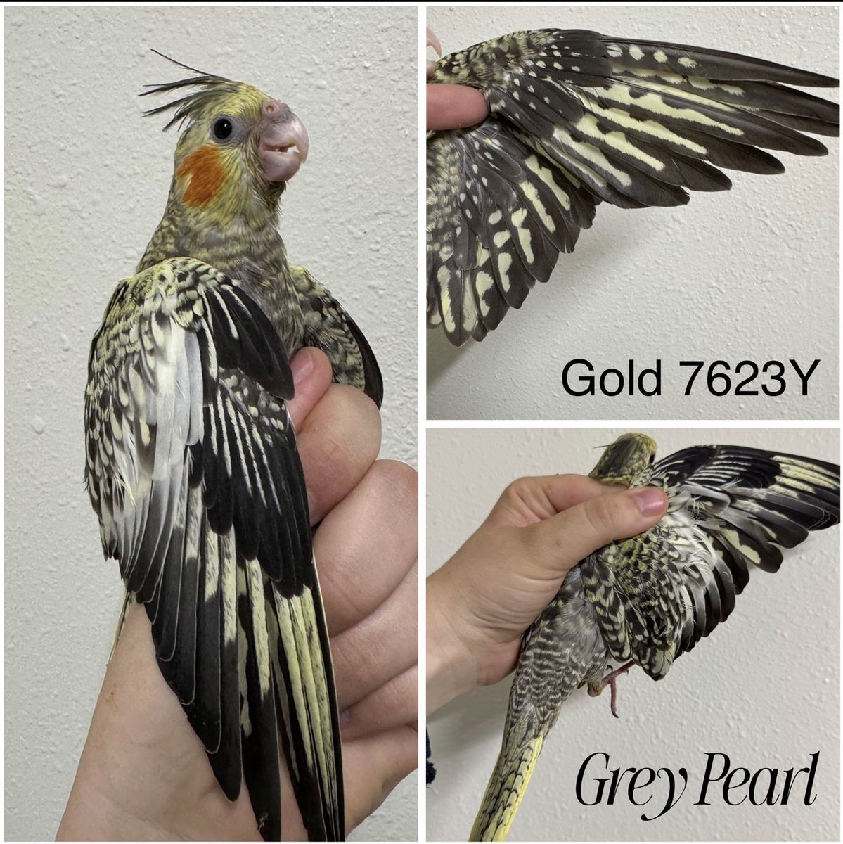 Handfeeding cockatiel babies