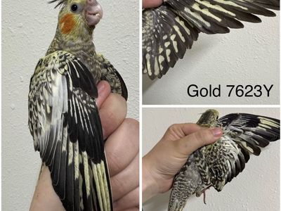 Handfeeding cockatiel babies