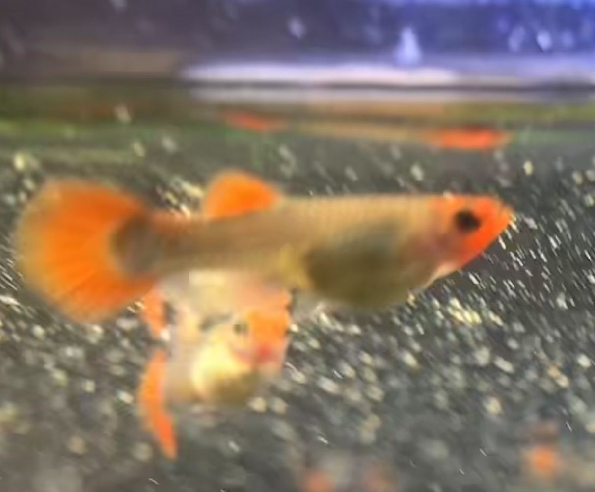 Koi guppies