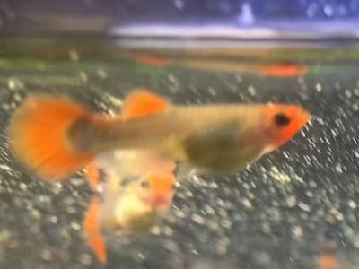 Koi guppies