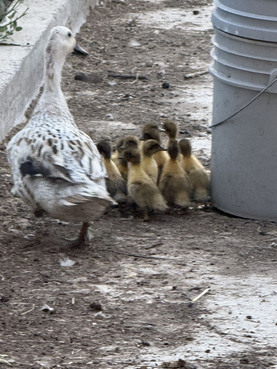 Welsh Harlequin Ducklings