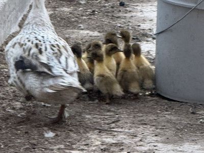 Welsh Harlequin Ducklings
