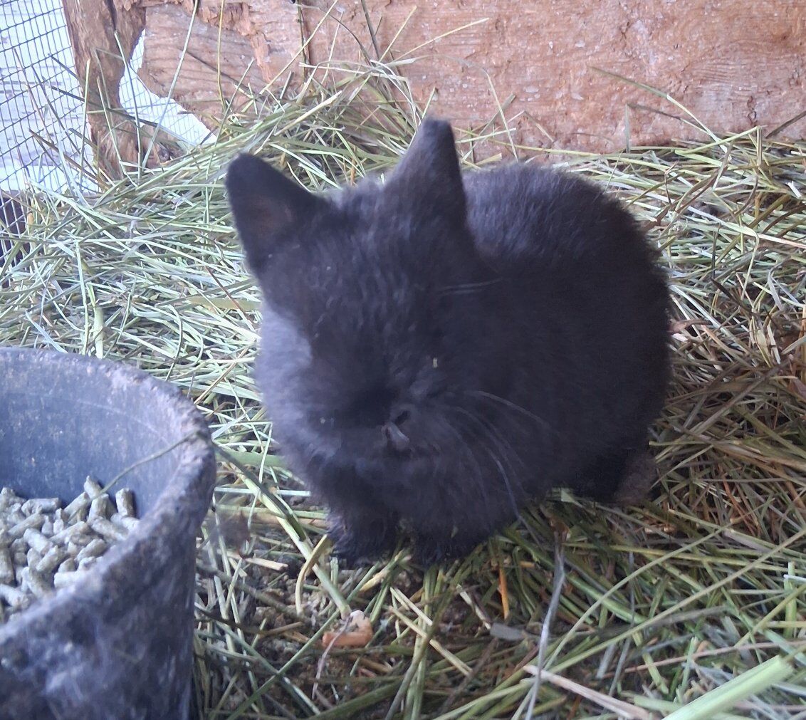 NETHERLAND DWARF 5 NEW BUNNY