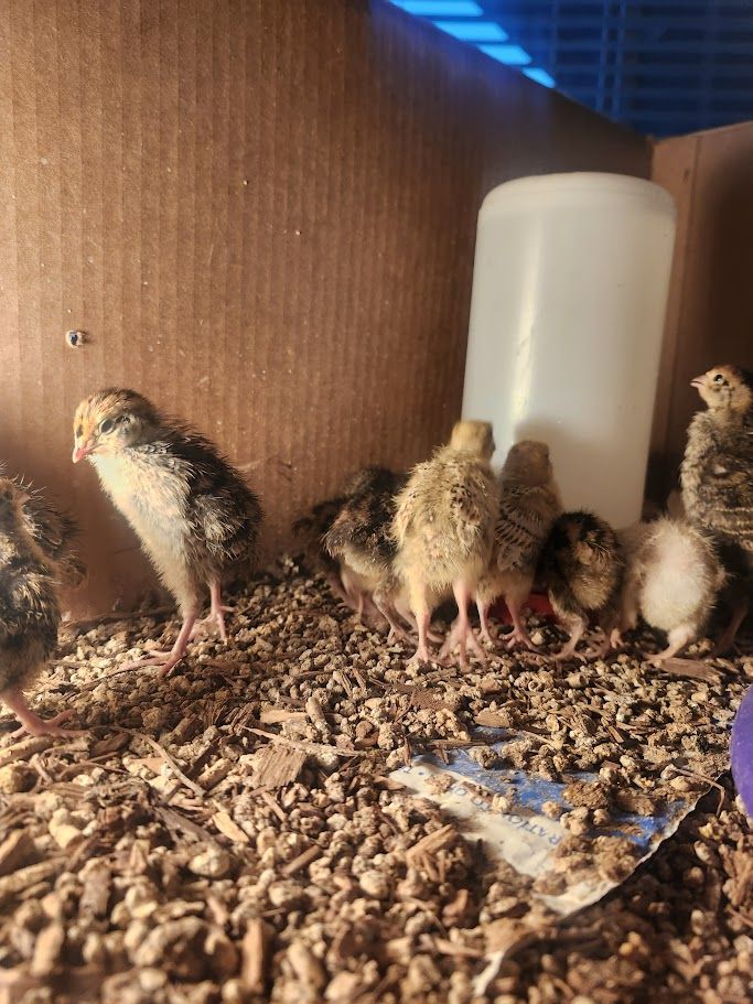Cotunix  Chicks, two week old, theyre getting their flight feathers and growing like ...Dandelions in the spring