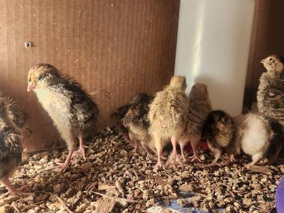 Quail Chicks, two week old, they're getting their flight feathers and growing like ...Dandelions in the spring