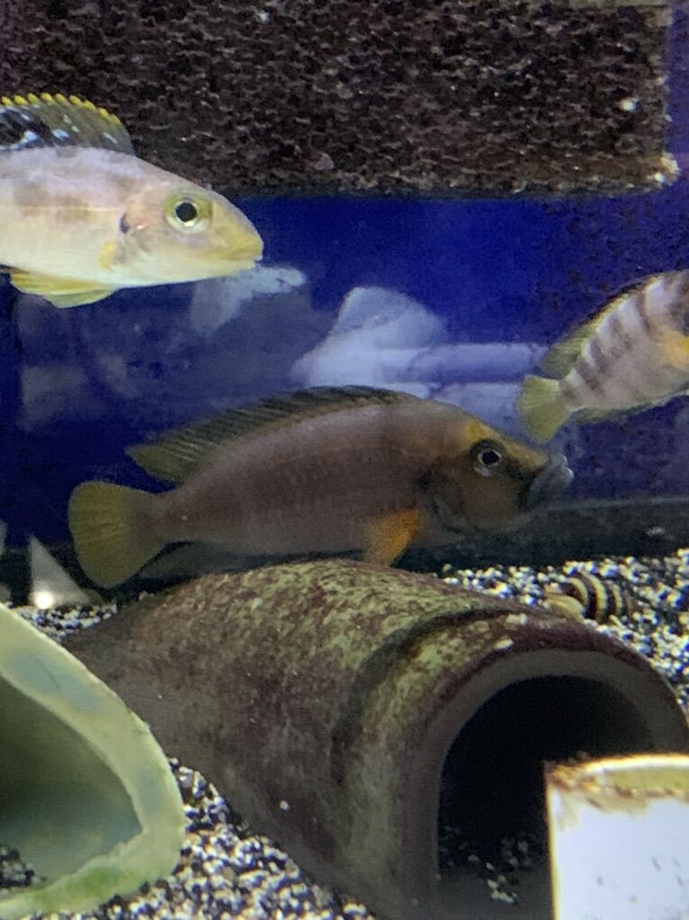 Altolamprologus Compressiceps sumbu