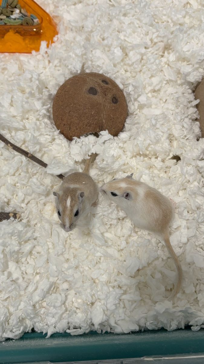2 female gerbils