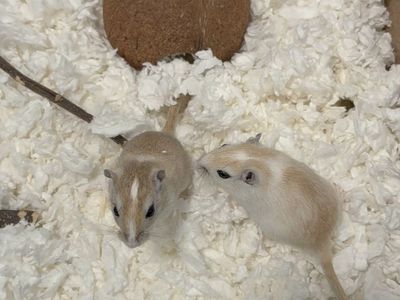 2 female gerbils
