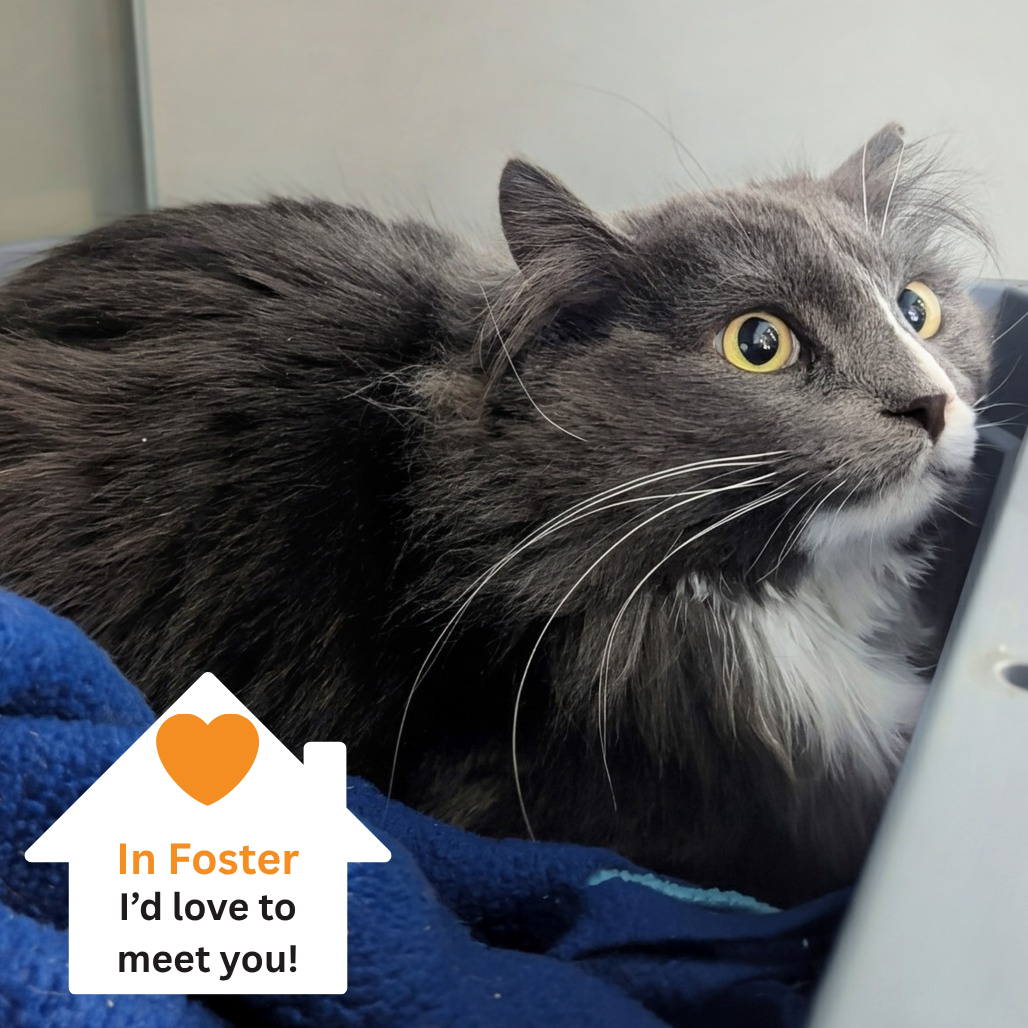 Hello my name is Chase